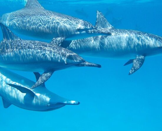 Delfinschwimmen Hurghada